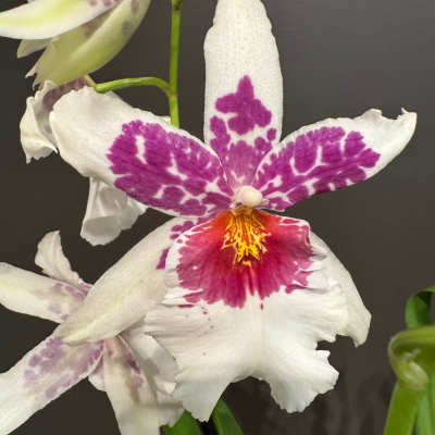 Exotic Orchid – Potted, Various Colors and Varieties