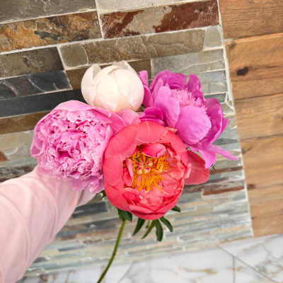 Handheld bouquet of pink and white peonies