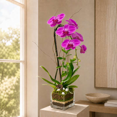 Orchid Pink Plant - Pink