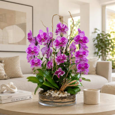 Cinco Orchid Fiesta - Pink