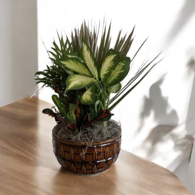 Potted tropical plant arrangement in a brown ceramic container