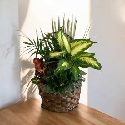 Assorted foliage houseplants in a woven basket on a wooden table