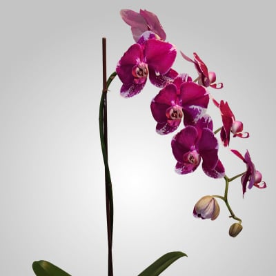Orchid phalaenopsis