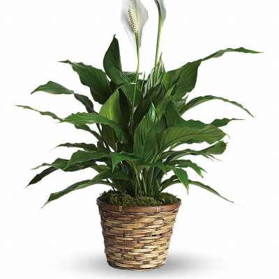 Simply Elegant Spathiphyllum - Small 6" Pot