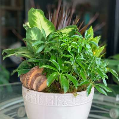 Assorted Garden Plants