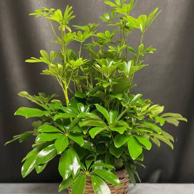 Schefflera