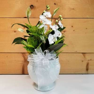 White orchids arranged in a white vase with a sheer bow