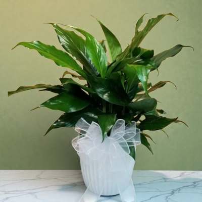 Potted green plant in a white ribbed pot with a sheer white bow