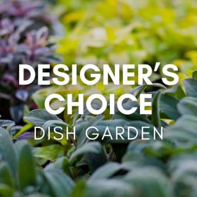 Text over a close-up of leafy plants reading Designer's Choice Dish Garden