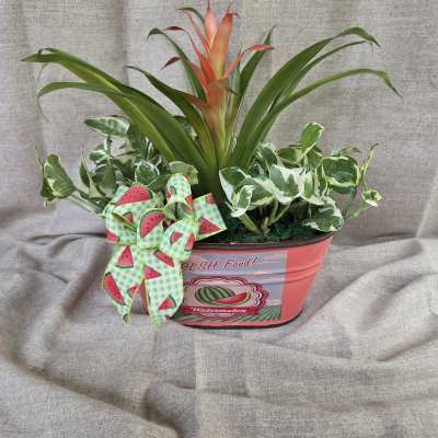 Potted tropical plant arrangement with a watermelon ribbon bow