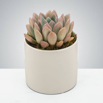 Potted succulent in a white ceramic planter