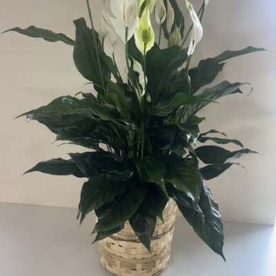 8" Classic Peace Lily Basket