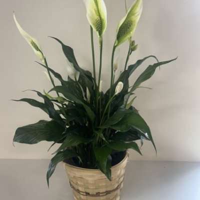 6" Classic Peace Lily Basket