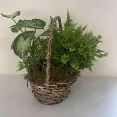 6" Classic Dish Garden