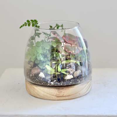terrarium