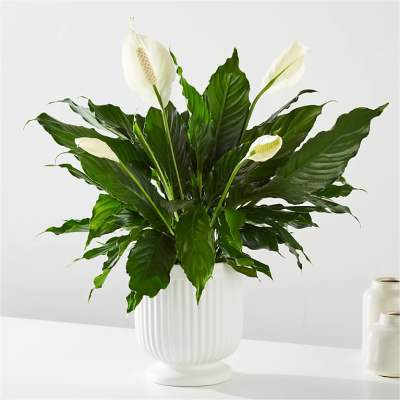 Potted peace lily with dark green leaves and white blooms in a white ribbed ceramic pot.
