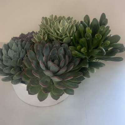 Timeless Succulent Garden