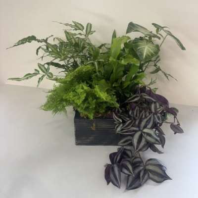 10" Grand Dish Garden