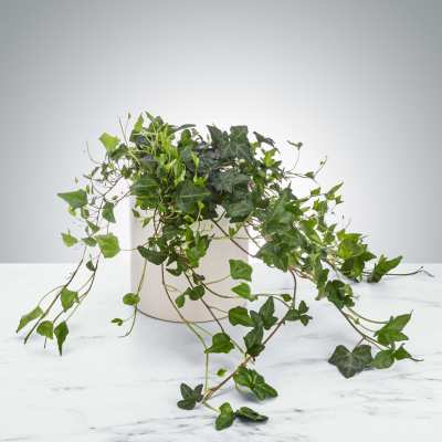 Trailing ivy plant in a white pot