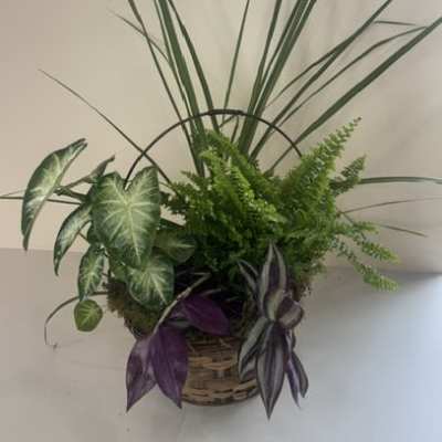 8" Premier Dish Garden