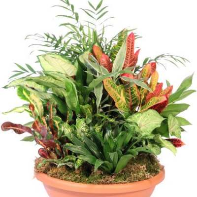 Tropical foliage arrangement in a terracotta bowl planter