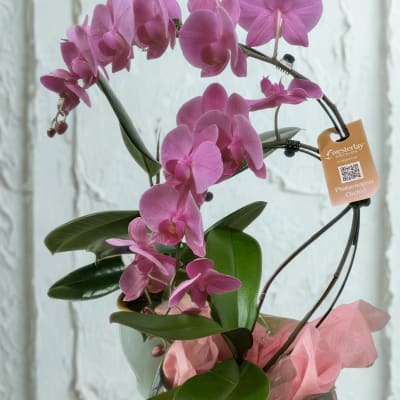 Pink phalaenopsis orchid in a decorative pot with pink tissue paper