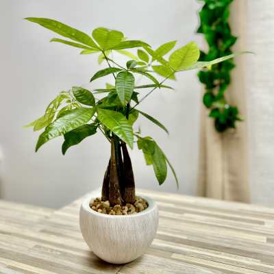 Potted money tree plant with glossy green leaves in a round white pot on a table