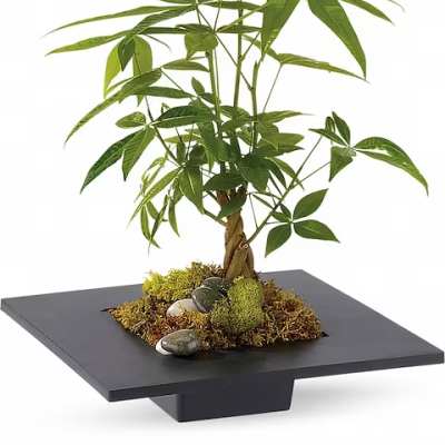 Potted money tree plant in a black tray with moss and stones