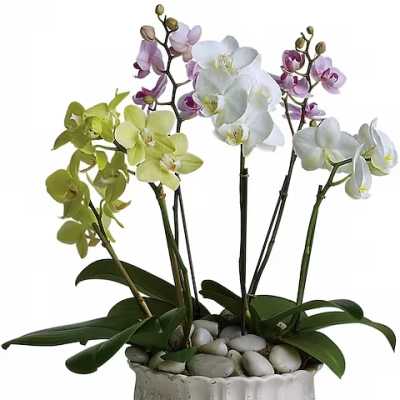 Potted orchid arrangement with white, green, and purple blooms in a ceramic bowl