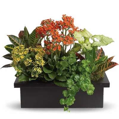 Mixed potted plants with orange and yellow blooms in a black planter box
