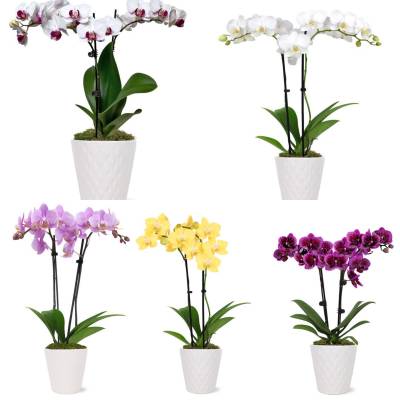 Five potted orchid plants in white containers with white, purple, yellow, and magenta blooms.