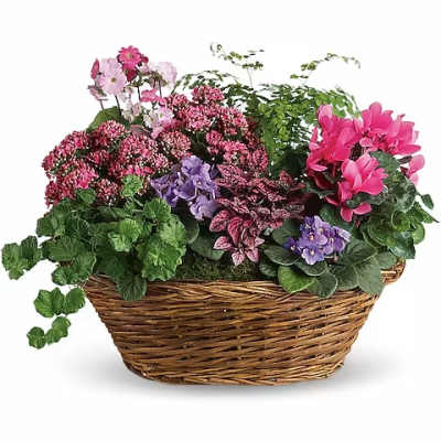 Mixed flowering plants in a woven basket planter