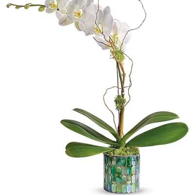 White orchid arrangement in a mosaic glass pot