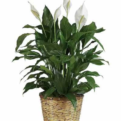 Potted peace lily with white blooms in a woven basket planter