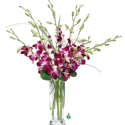 Dendrobium Orchids