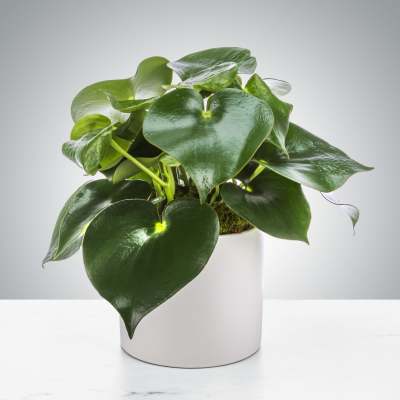 Raindrop Plant by SWF