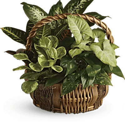 Dish garden
