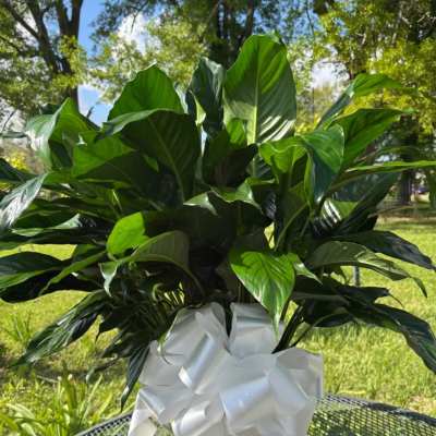 Potted green houseplant with a white ribbon bow