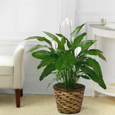 Potted peace lily with white blooms in a woven basket