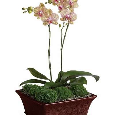 Potted orchid plant with pink blooms in a rectangular planter