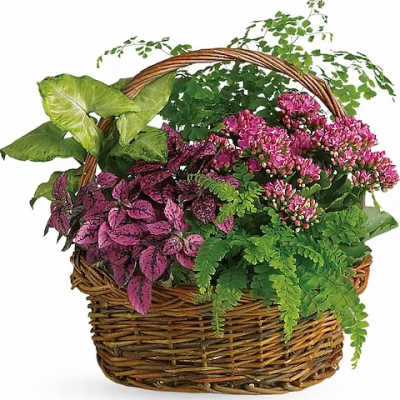 Wicker basket filled with pink flowering plants and green foliage