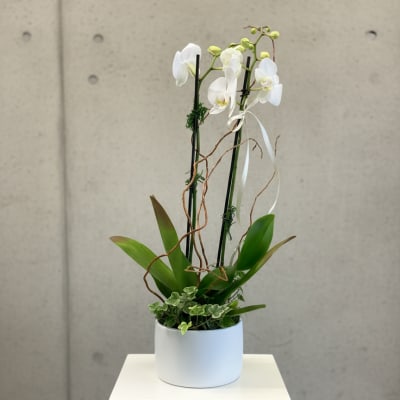 White orchid plant in a white cylindrical pot with ribbon accents
