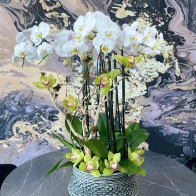 White and green orchids arranged in a textured round pot
