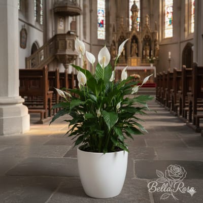 White peace lilies in a white pot inside a church