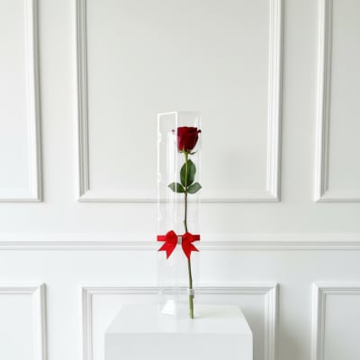 Single red rose in a clear tall box with a red ribbon