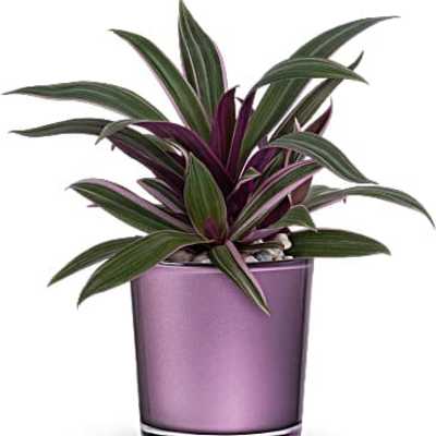 Potted plant with long green and purple striped leaves in a purple glass container