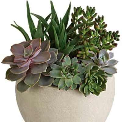 Succulent arrangement in a round beige planter