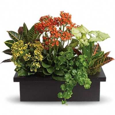Mixed potted plants arranged in a black rectangular planter