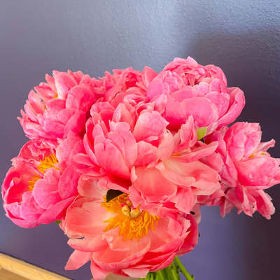 Handheld bouquet of bright pink peonies with yellow centers