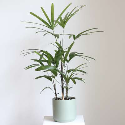 Rhapsis Lady Palm